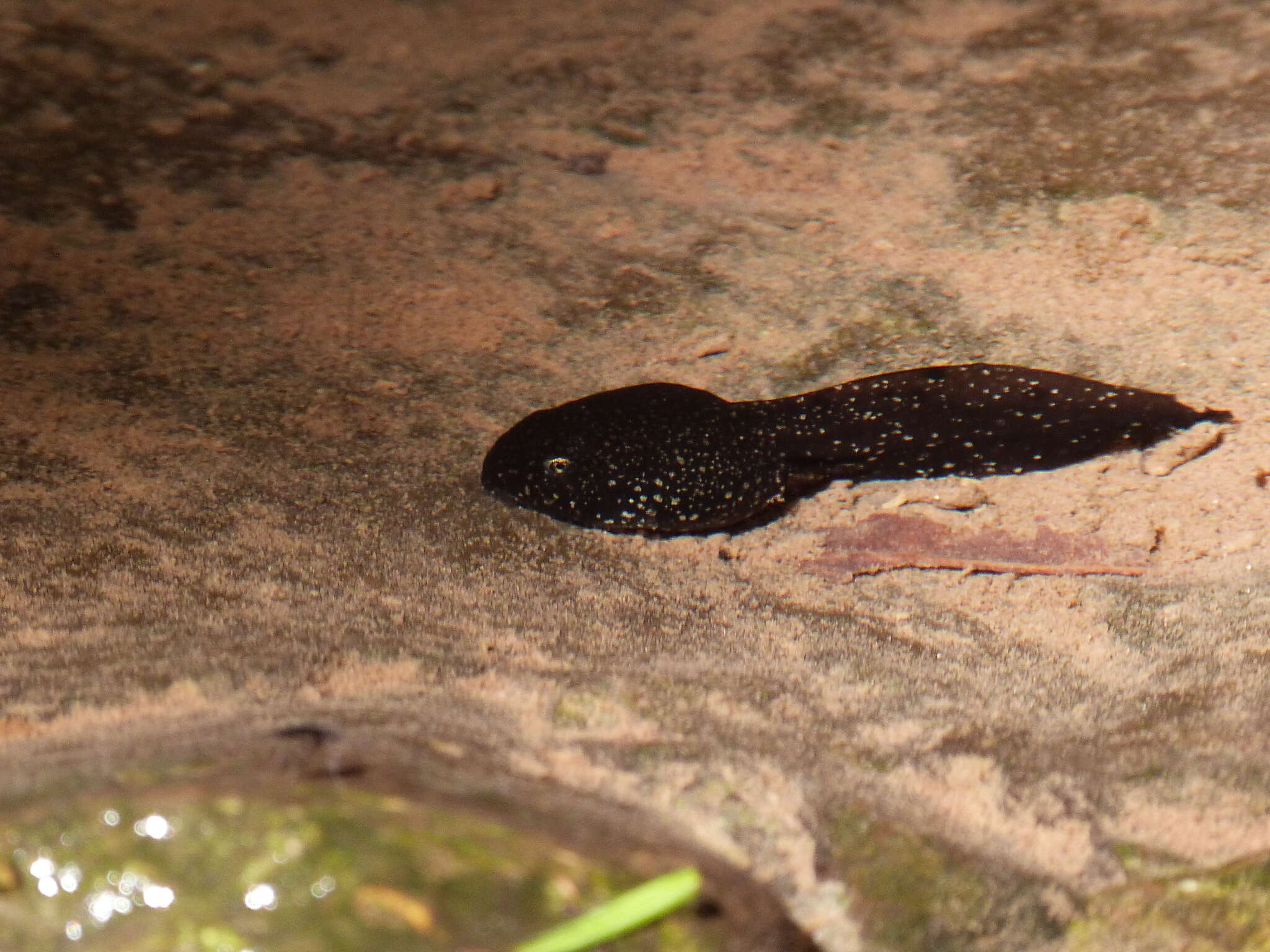 Image of Pyrenean Frog