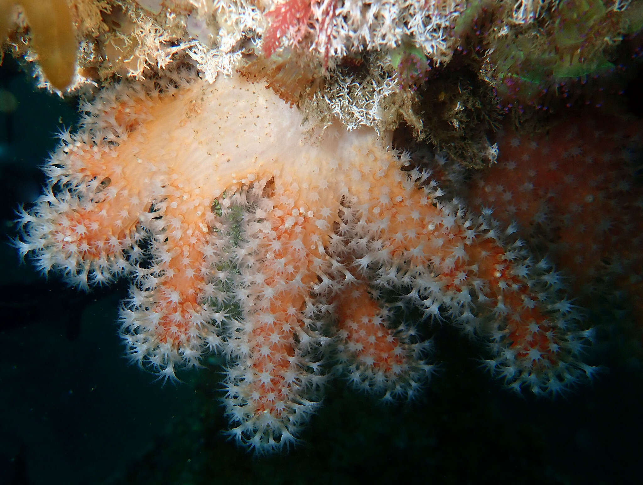 Imagem de Alcyonium glomeratum (Hassall 1843)