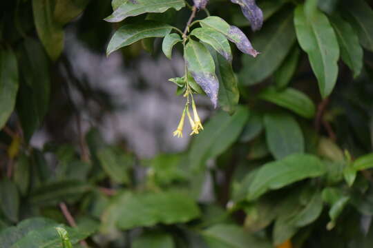 Image of orange jessamine