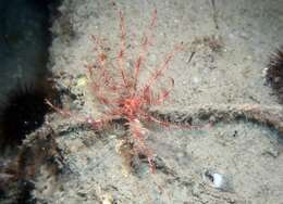 Image of Mediterranean feather star