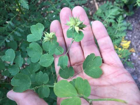 Image of Fendler's meadow-rue