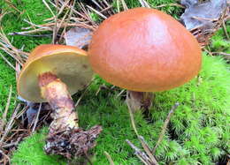 Image of Suillus grevillei (Klotzsch) Singer 1945