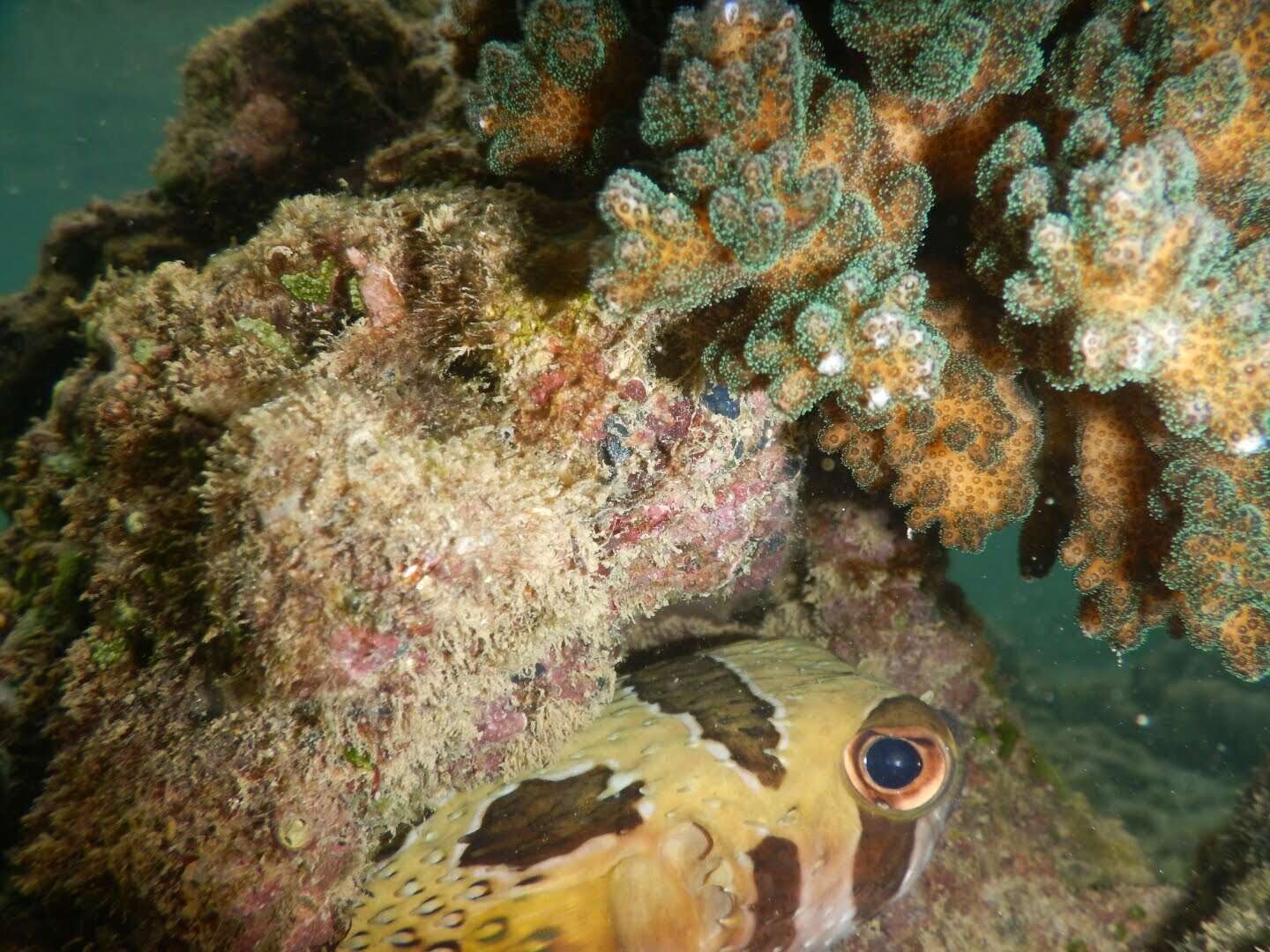 Image of Black-blotched porcupinefish