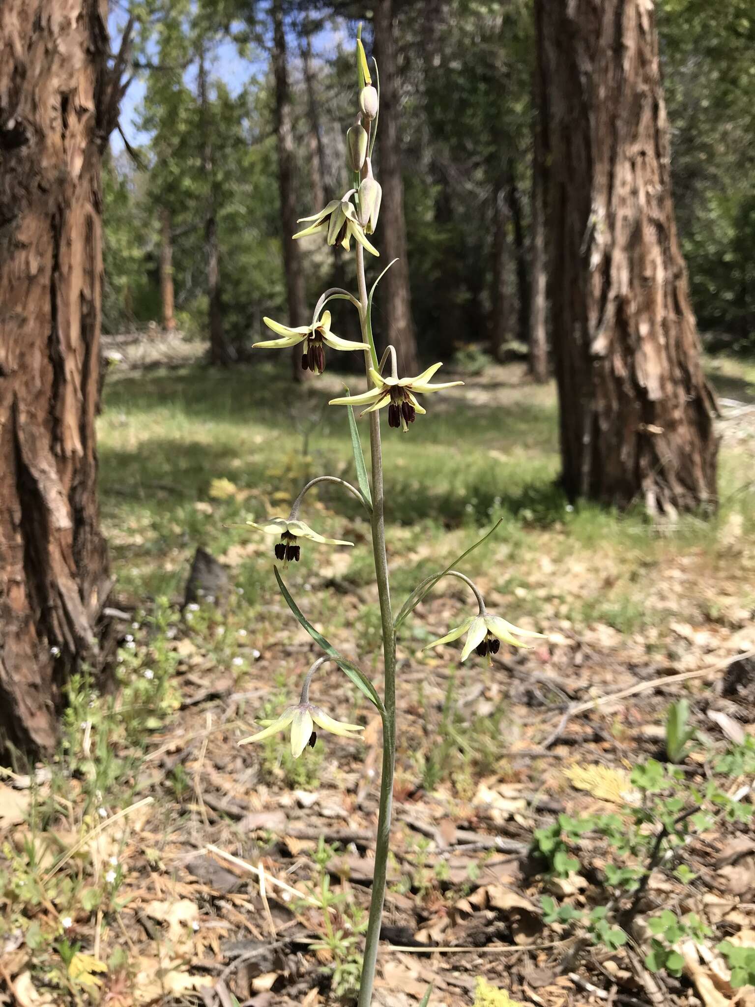 Fritillaria brandegeei Eastw. resmi