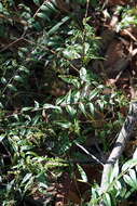 Image of Austromyrtus dulcis (C. T. White) L. S. Smith