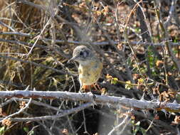 Image of White-winged Black Tyrant