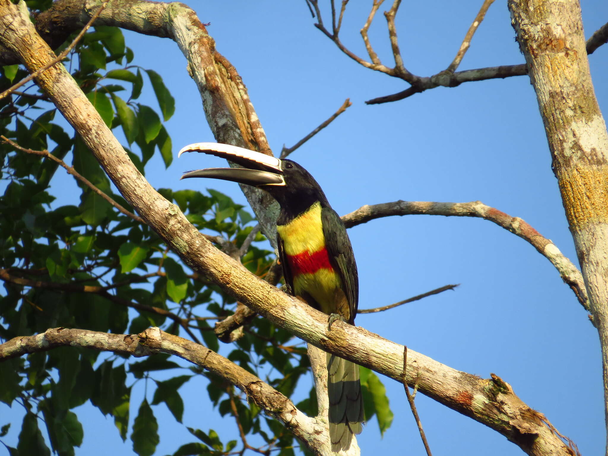 Image of Black-necked Aracari