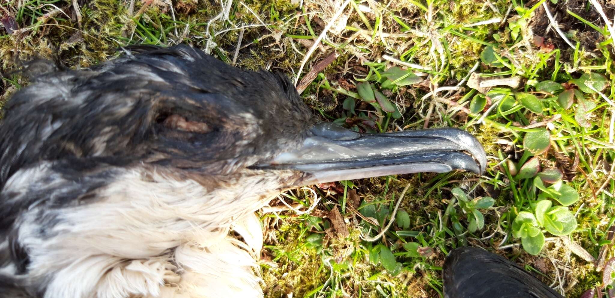 Image of Manx Shearwater