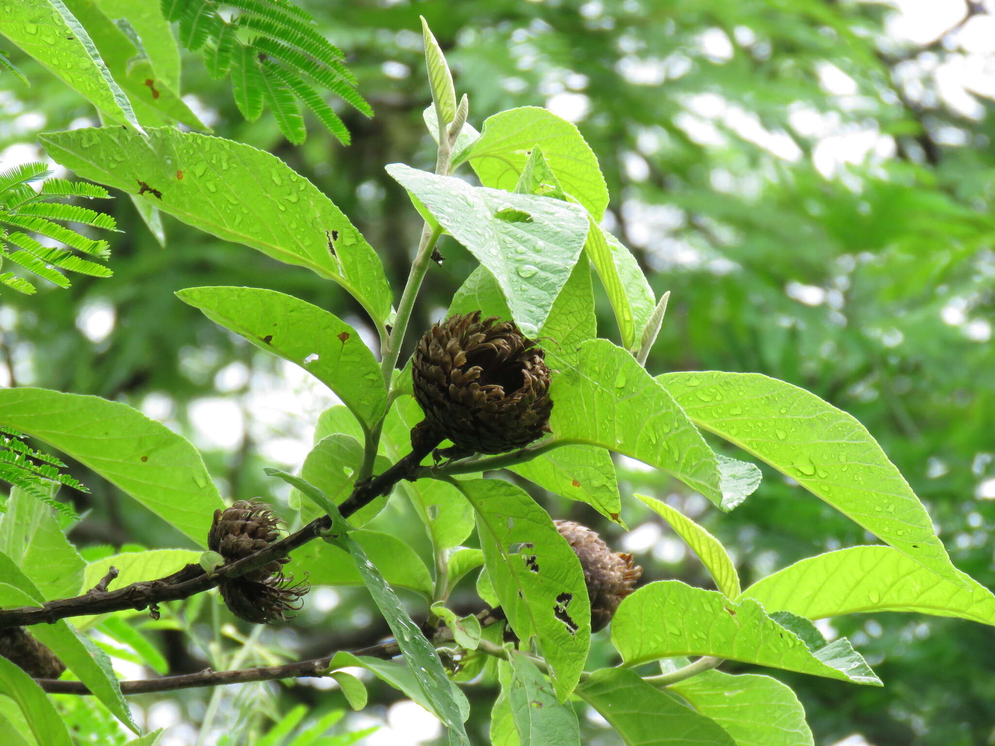 صورة Cnicothamnus lorentzii Griseb.