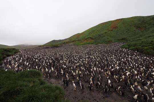 Imagem de Pinguim-real