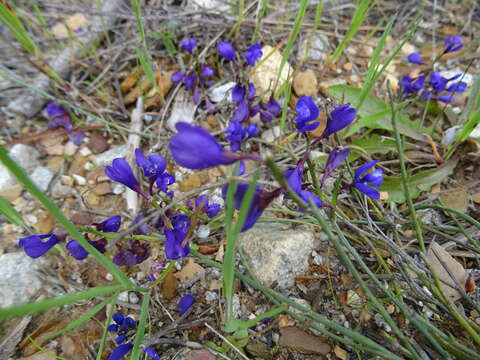 Image of Polygala microphylla L.