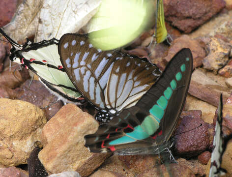 Image of <i>Graphium <i>sarpedon</i></i> sarpedon