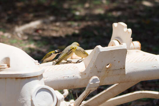 Image of Yellow-tinted Honeyeater