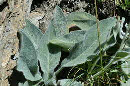 Image of Hieracium tomentosum L.