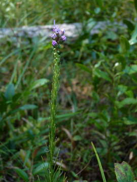 Image of dense blazing star