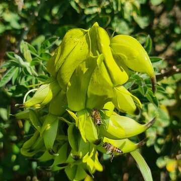 Image of Crotalaria agatiflora subsp. imperialis (Taub.) Polhill