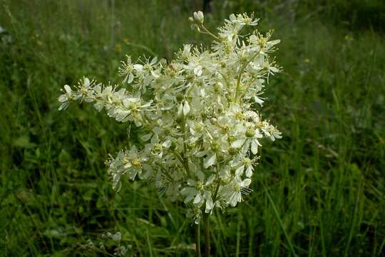 Image of dropwort