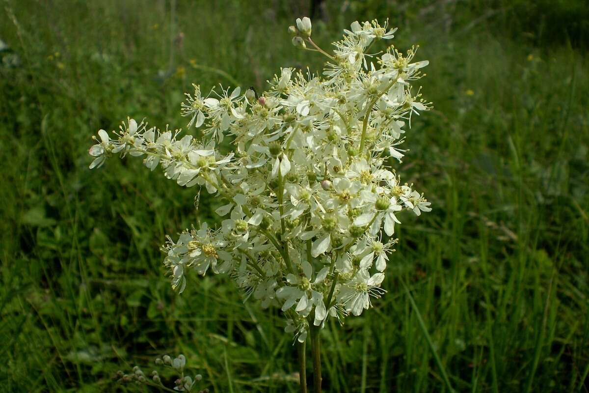 Imagem de Filipendula vulgaris Moench