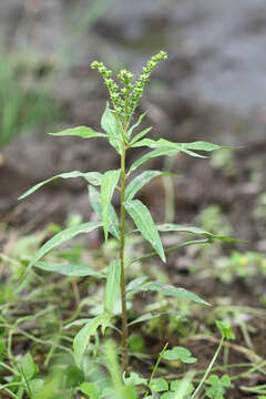 Imagem de Penthorum chinense Pursh