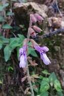 Image of Salvia manantlanensis Ramamoorthy