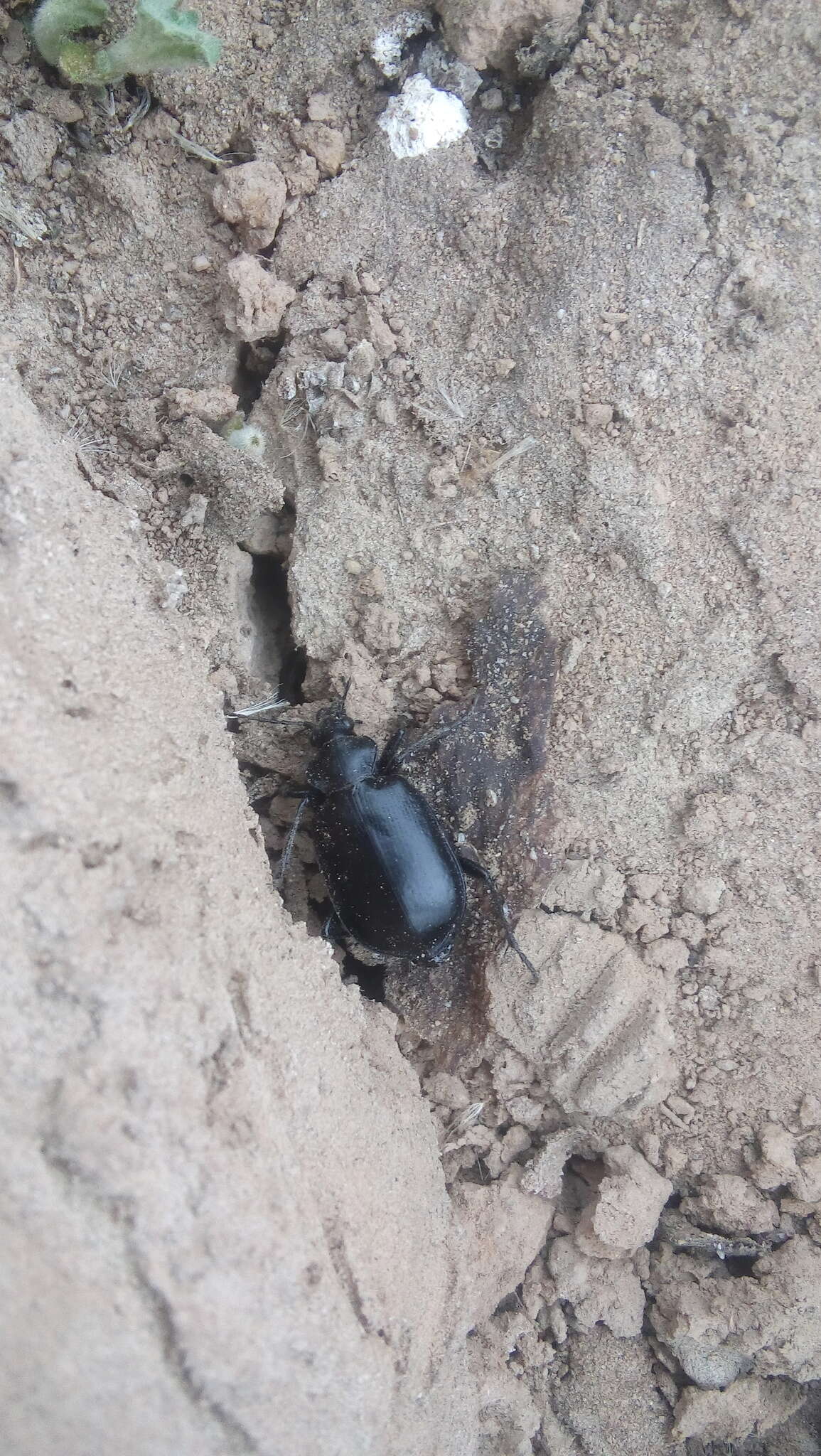 Imagem de Calosoma (Carabosoma) peregrinator Guérin-Méneville 1844