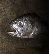 Image of Larimichthys