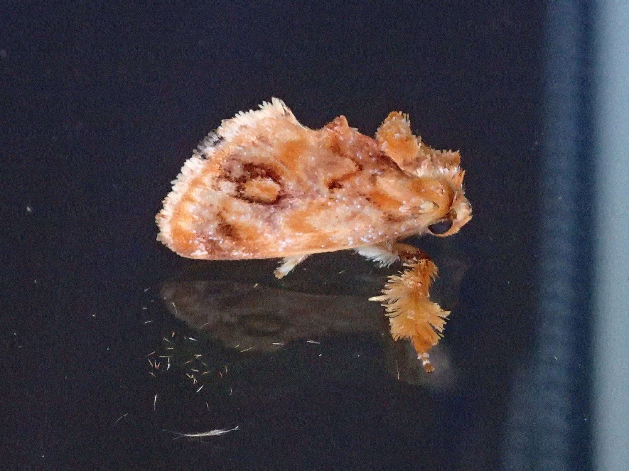 Image of Beutenmueller's Slug Moth