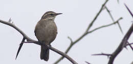 Image of Bar-winged cinclodes