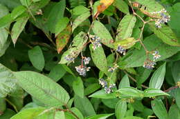 Sivun Persicaria chinensis (L.) Nakai kuva