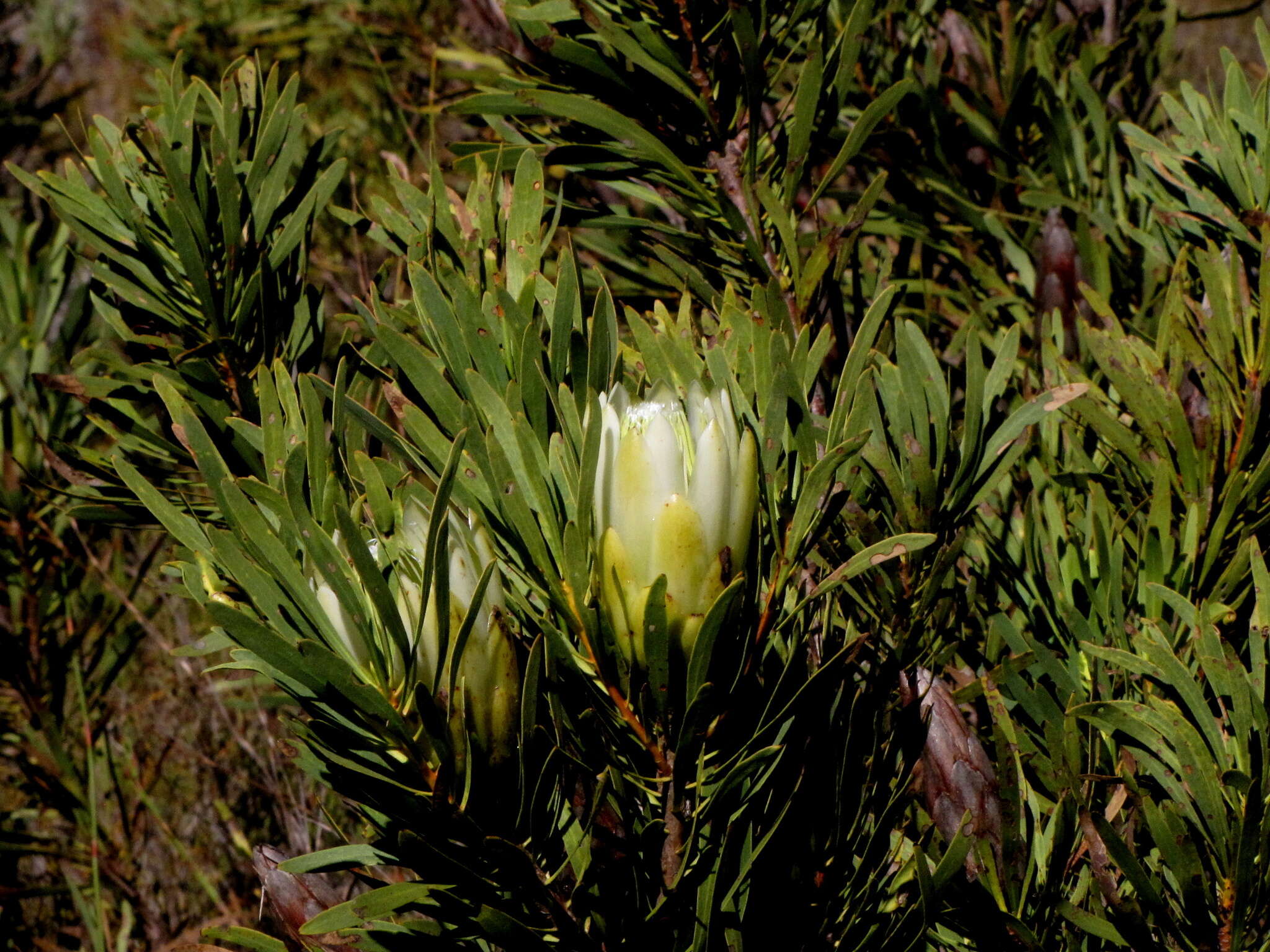 Image de Protea repens (L.) L.