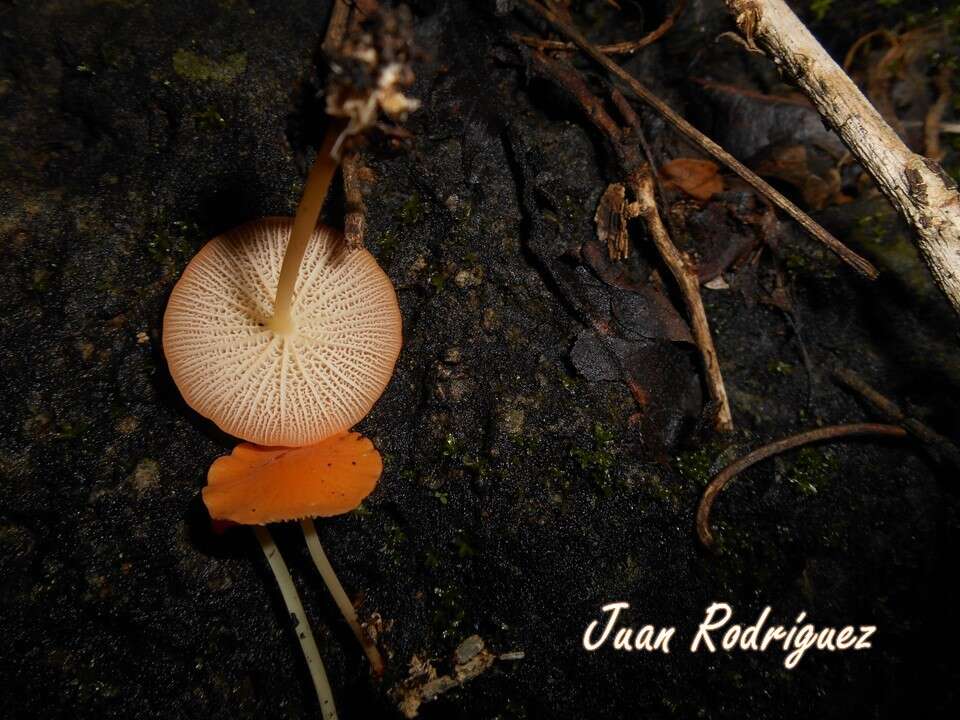 Image of Marasmius cladophyllus Berk. 1856