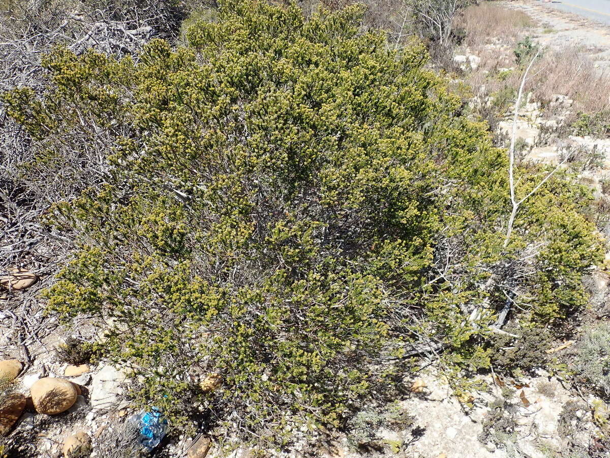 Image of Phylica axillaris var. maritima Pillans