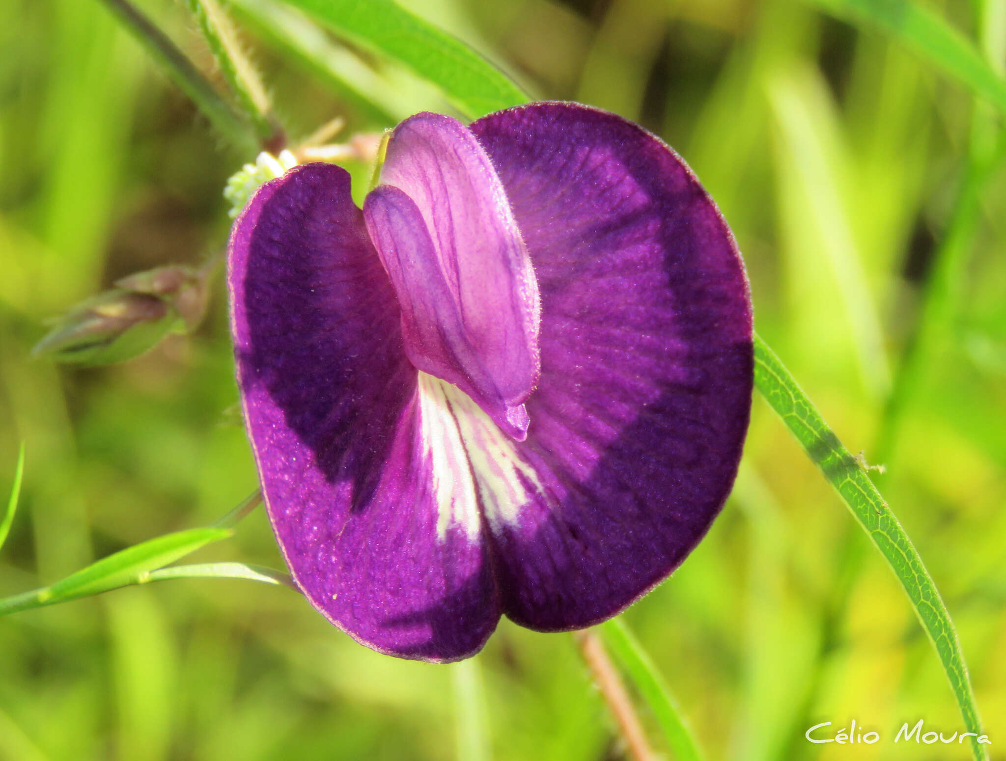 Image of Centrosema pascuorum Benth.