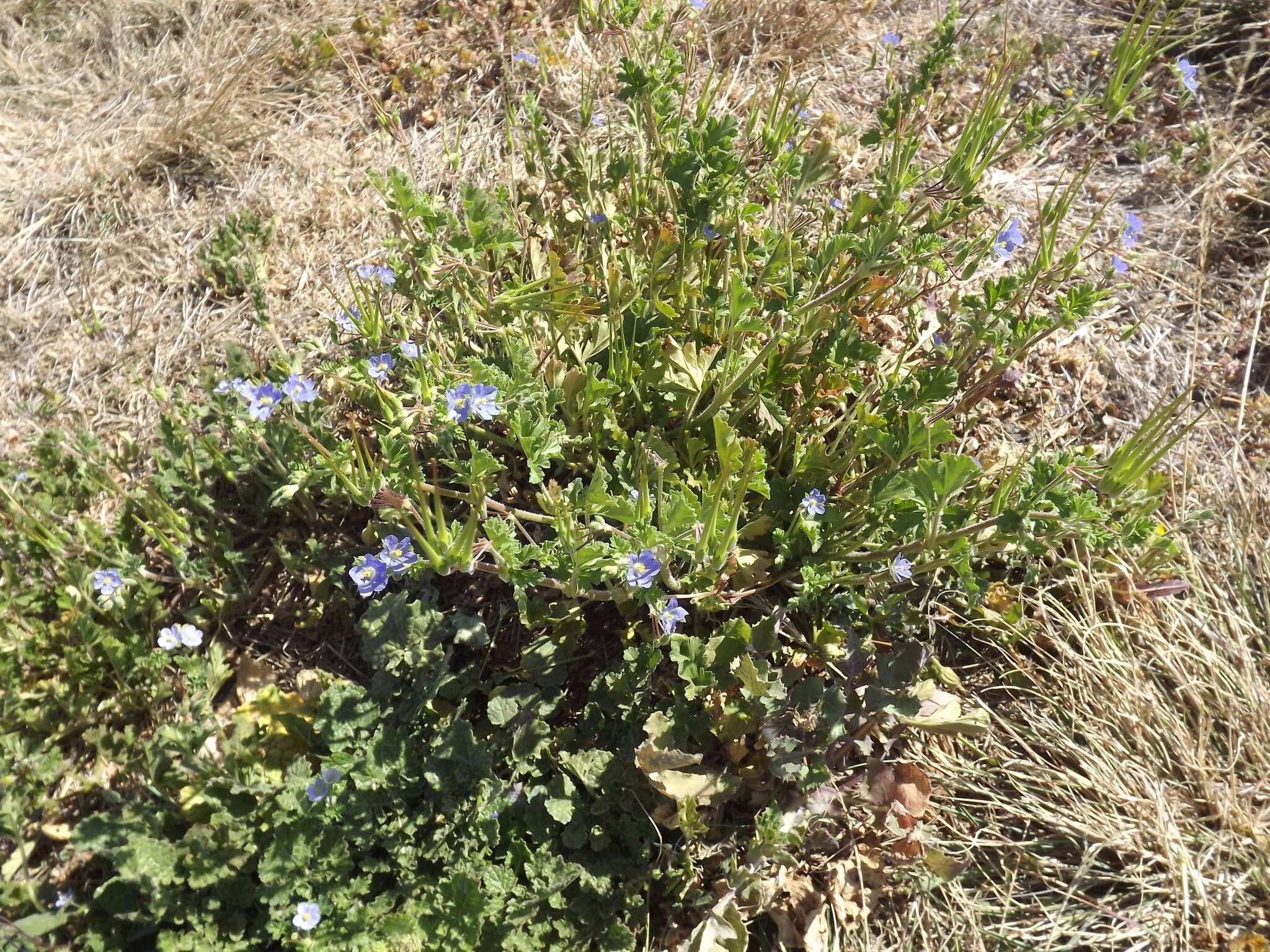 Слика од Erodium crinitum Carolin