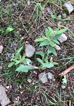 Image of New Mexico Vervain