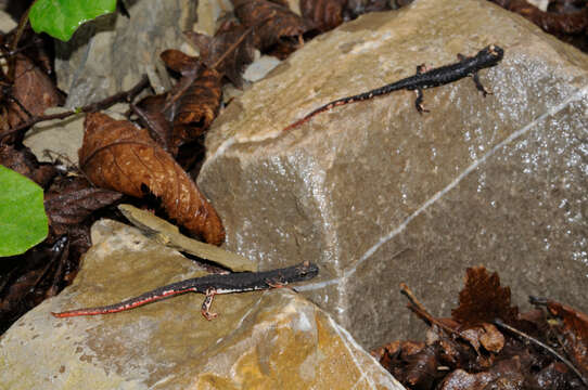 Image of spectacled salamander