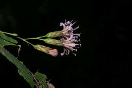 Image of Acourtia patens (A. Gray) Reveal & R. M. King