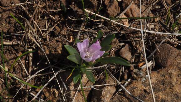 Image of shortsepal lewisia