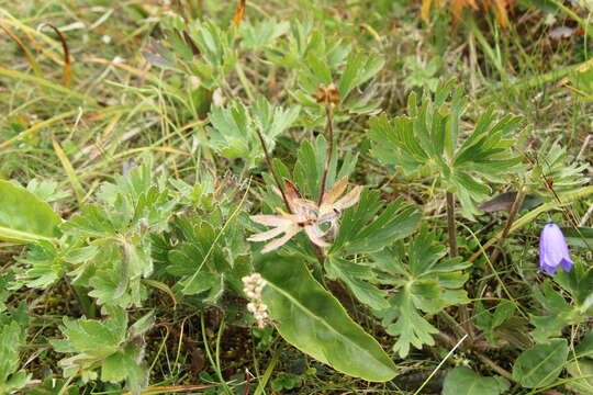 Imagem de Anemonastrum narcissiflorum subsp. crinitum (Juz.) Raus