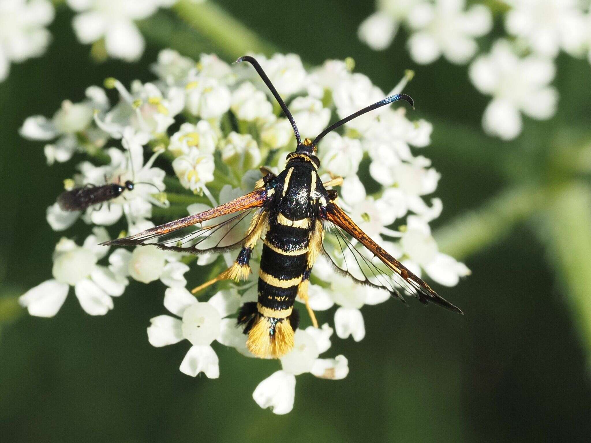 Image of Yellowlegged Clearwing Moth