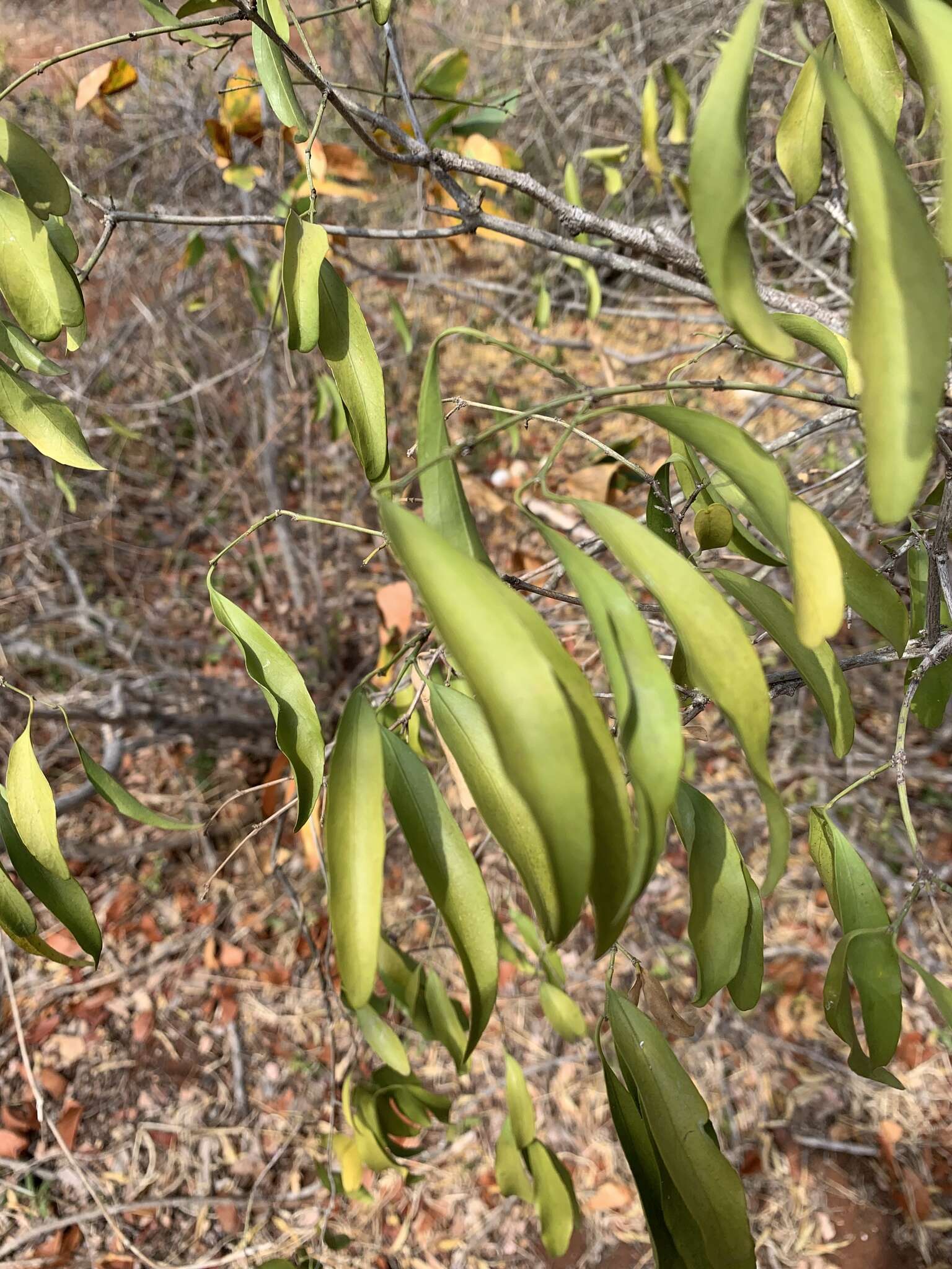 Image of Pristimera longipetiolata (Oliv.) N. Hallé