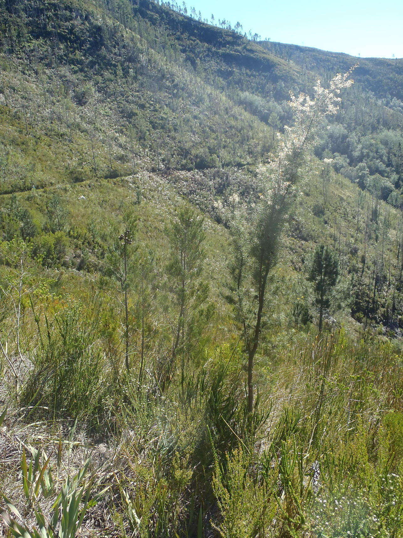 Image of Hakea sericea Schrad. & J. C. Wendl.