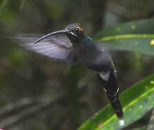 Phaethornis yaruqui (Bourcier 1851) resmi