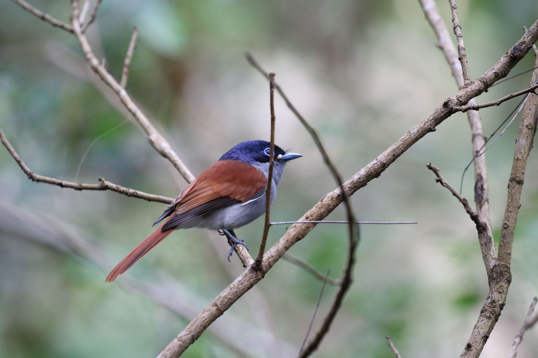 Image of Terpsiphone bourbonnensis desolata (Salomonsen 1933)