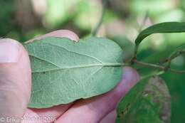 Plancia ëd Lonicera morrowii Gray