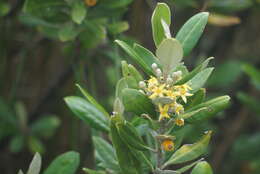 Image of Corokia macrocarpa T. Kirk