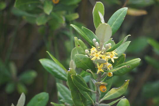 Corokia macrocarpa T. Kirk的图像