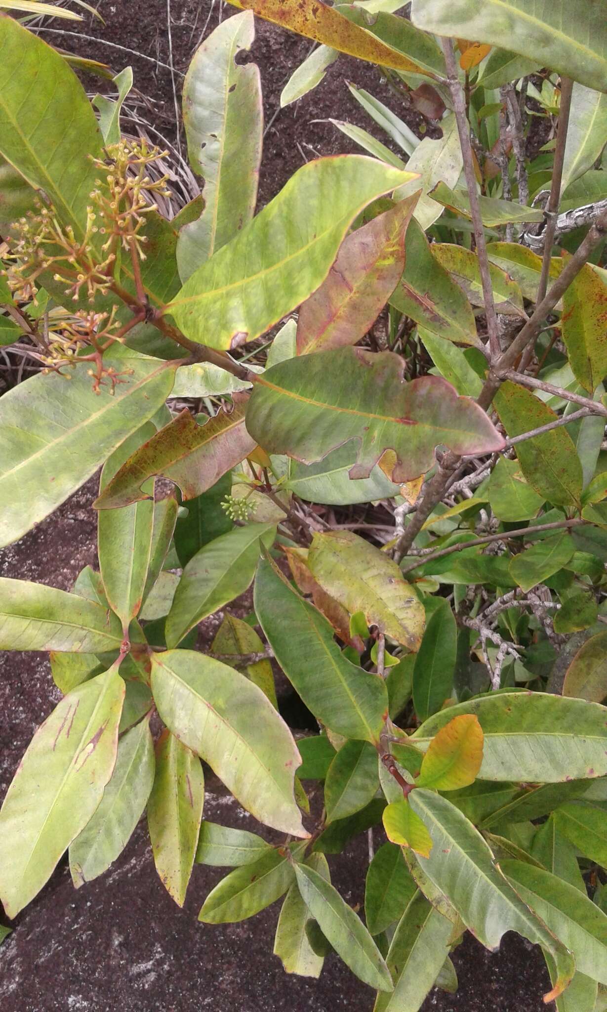 Image of Ixora pudica Baker