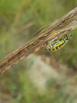 Image of <i>Hycleus villosus</i>