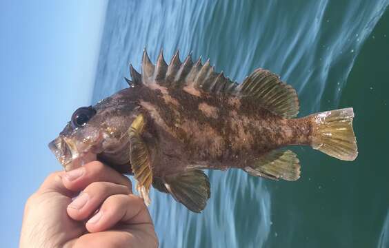 Image of Gopher rockfish